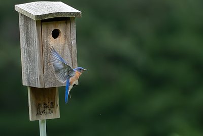 Eastern bluebird