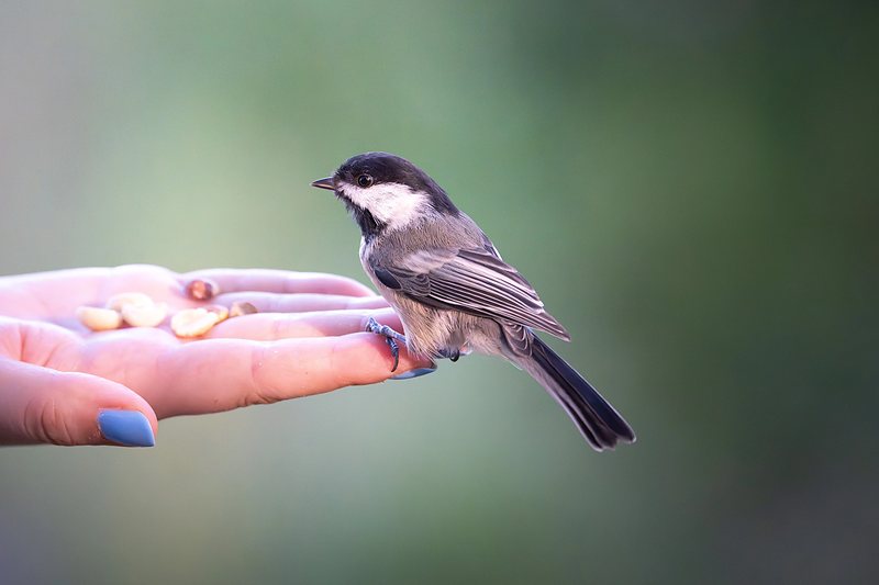 Black-capped chickadee