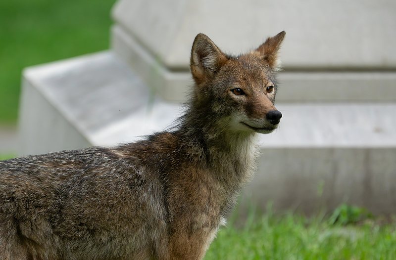 Coyote