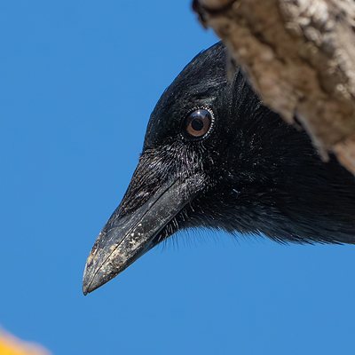 American crow