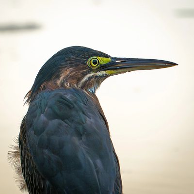 Green heron