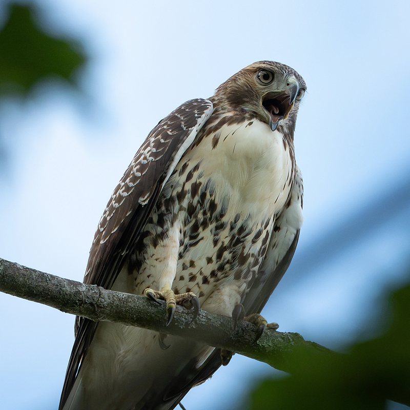 Red-tailed hawk