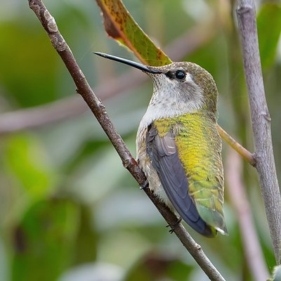 Ruby-throated hummingbird