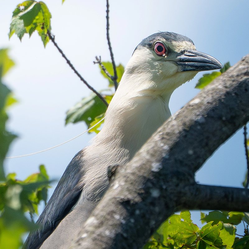 Black-crowned night heron