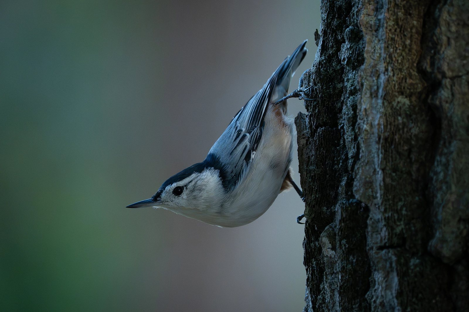White-breasted nuthatch