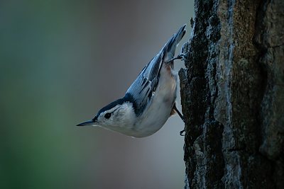 White-breasted nuthatch