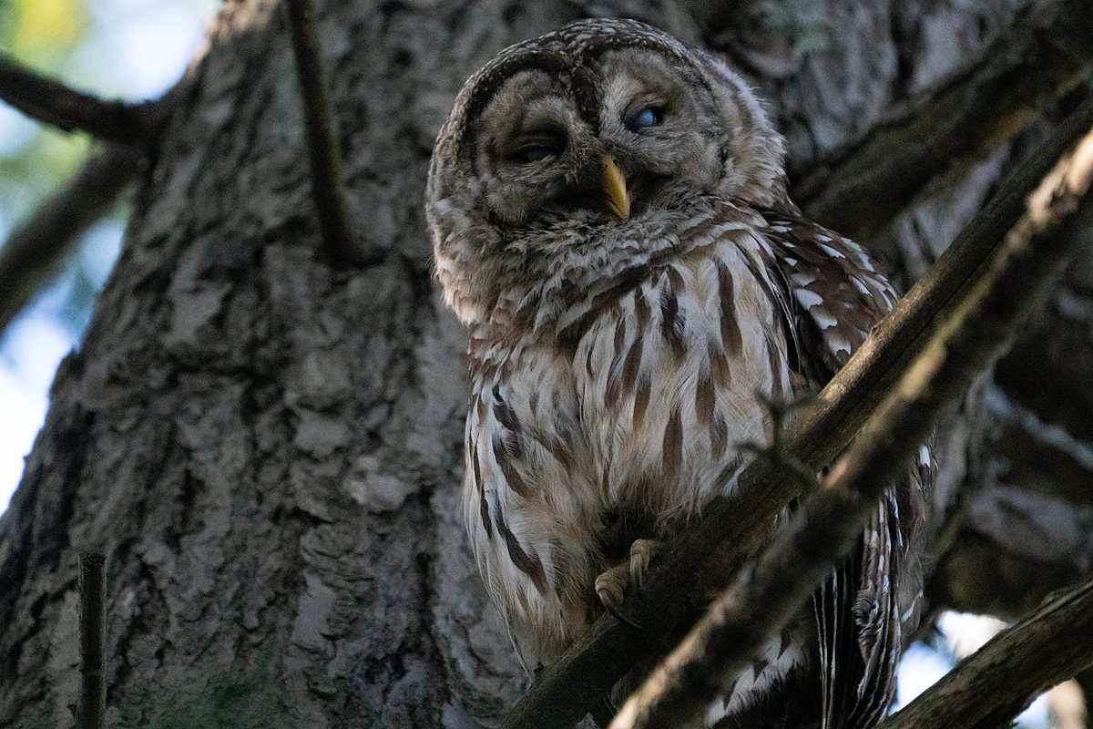Barred owl