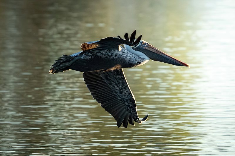 Brown pelican
