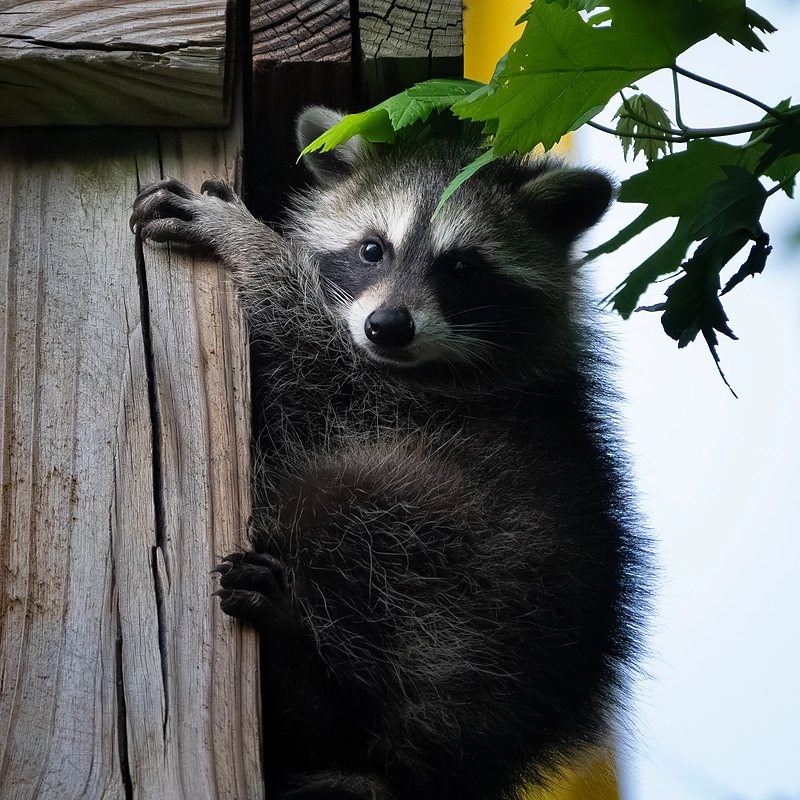 Raccoon
