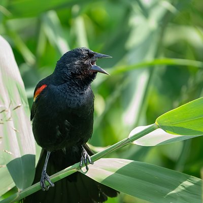 Red-winged blackbird