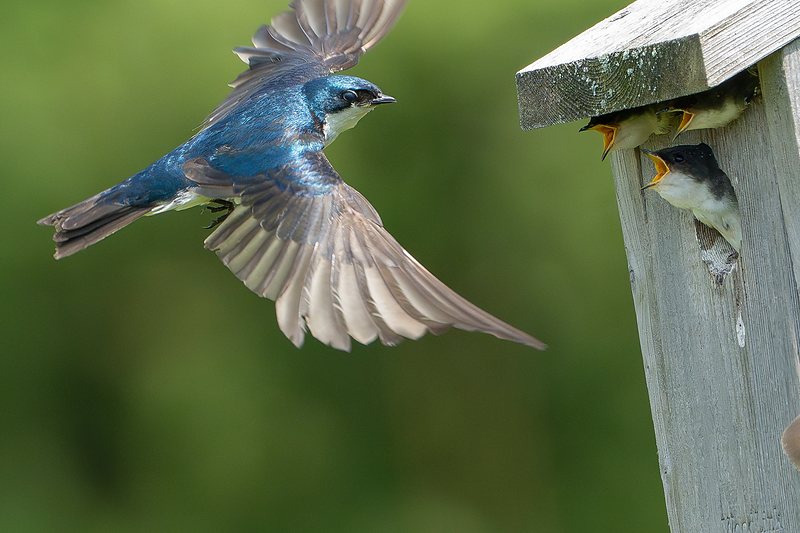 Tree swallow