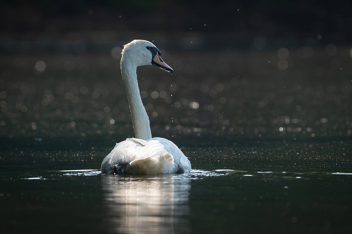 Mute swan