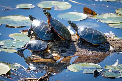 Painted turtles