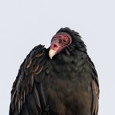 Turkey vulture